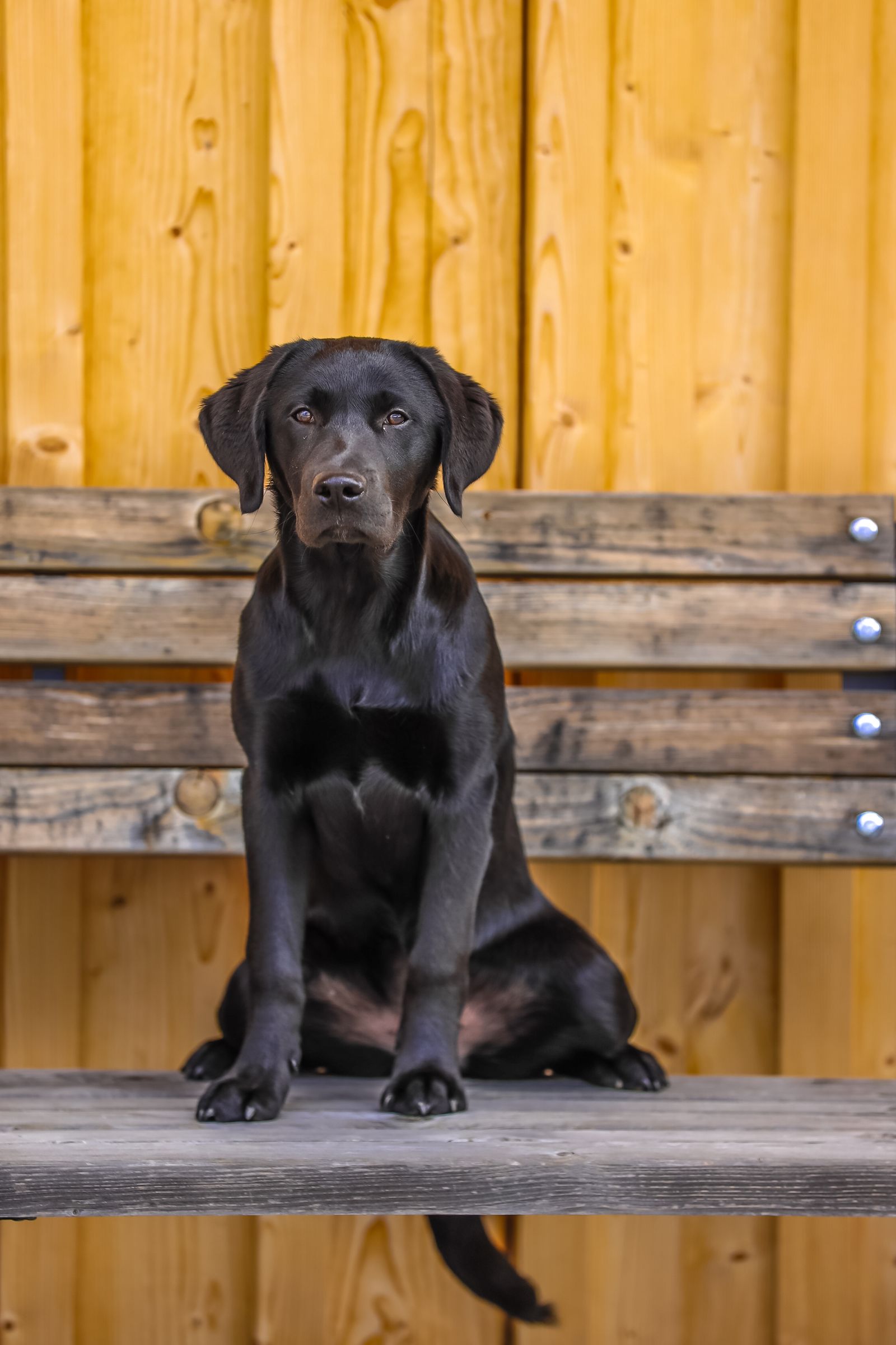 Hund